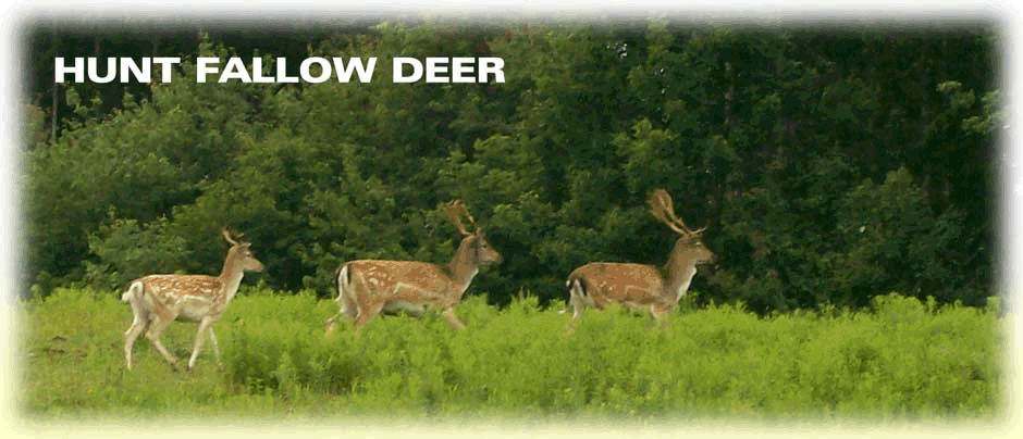 Hunt Fallow Deer in Upsate New York