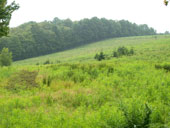 A meadow at Trophy Ridge Hunting Preserve