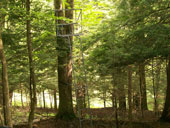 Tree Stand at Trophy Ridge Hunting Preserve
