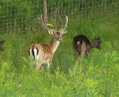 Fallow Deer at Trophy Ridge Hunting Preserve